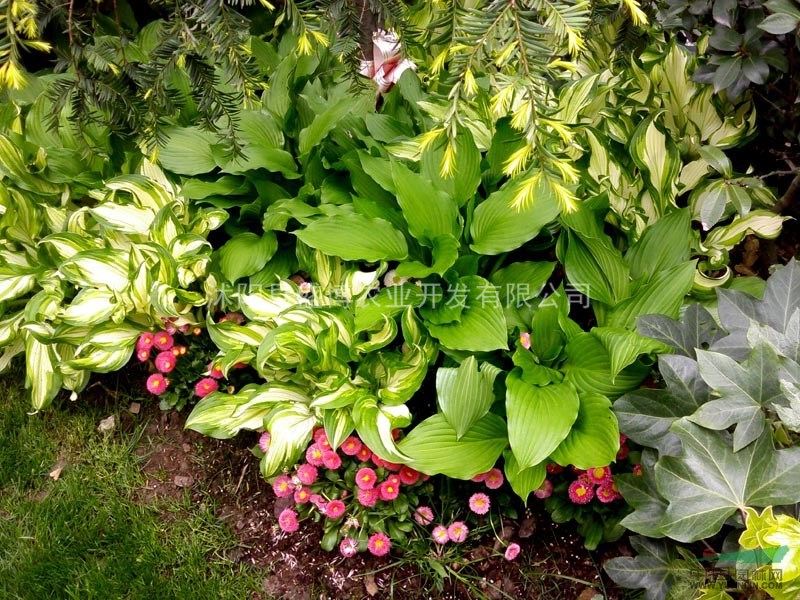 陜西花葉玉簪價格 陜西花葉玉簪價格0.35元/株