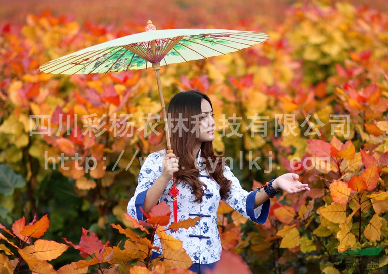 湖北十堰“紅霞楊”小苗（丹紅楊金紅楊黃紅楊紅黃楊）