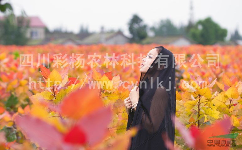 湖北天門“紅霞楊”小苗（丹紅楊金紅楊黃紅楊紅黃楊）