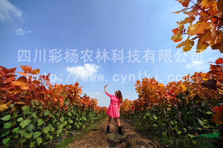 貴州遵義“紅霞楊”小苗（丹紅楊金紅楊黃紅楊紅黃楊）