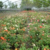 大花月季 品種月季花 盆栽月季花 歐洲月季 名貴月季花小苗