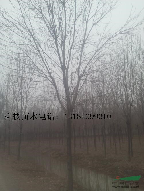 河南白蠟價(jià)格