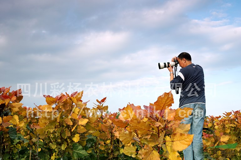 江蘇無(wú)錫“紅霞楊”小苗（金紅楊黃紅楊丹紅楊紅黃楊）