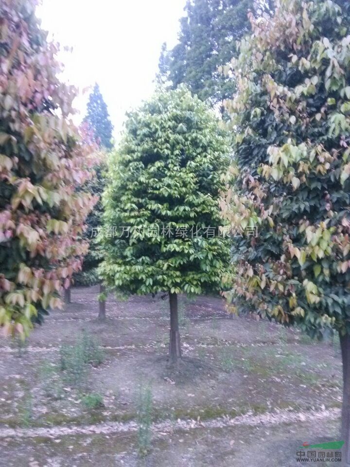 天竺桂 供應(yīng)成都天竺桂 截桿天竺桂