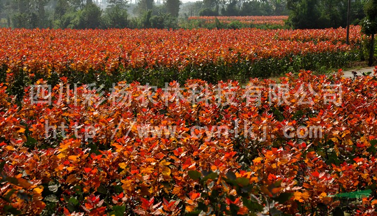 山東德州“紅霞楊”小苗（金紅楊黃紅楊丹紅楊紅黃楊）