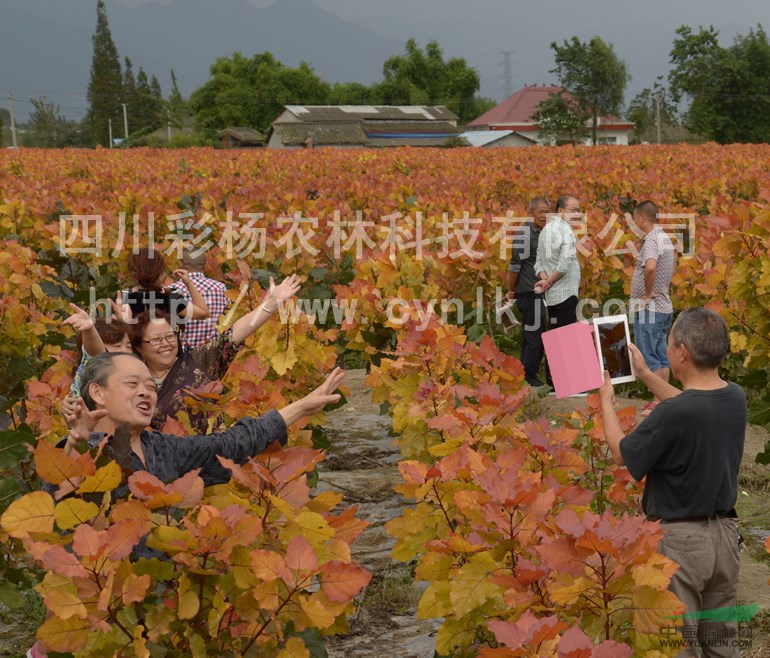 山東濱州“紅霞楊”小苗（金紅楊黃紅楊丹紅楊紅黃楊）