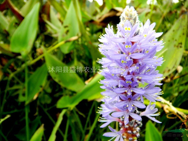 西安海壽花價(jià)格 西安海壽花價(jià)格0.4元/株 