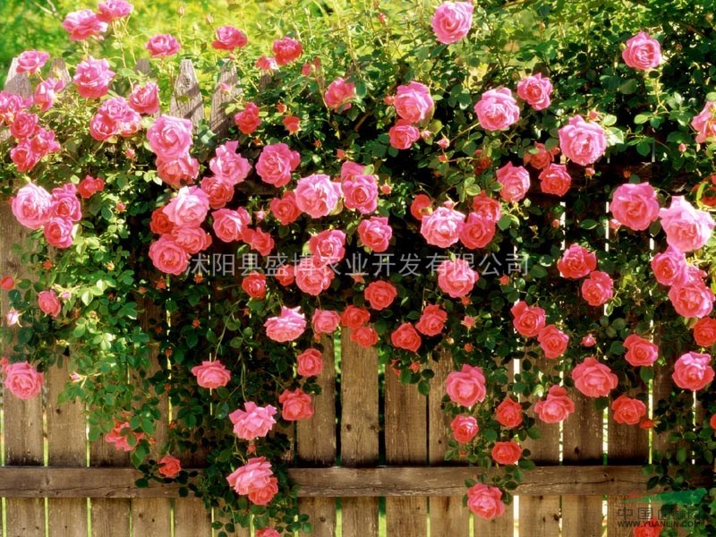西安薔薇價(jià)格 30公分50公分西安薔薇價(jià)格
