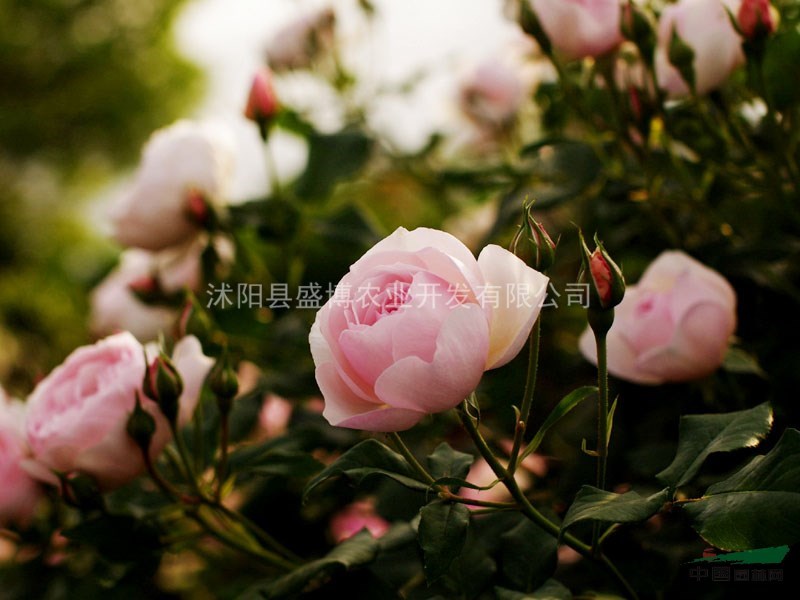 西安薔薇價(jià)格 30公分50公分西安薔薇價(jià)格