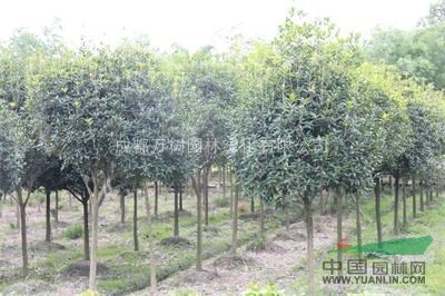 桂花 供應成都桂花 成都高桿桂花 桂花價格