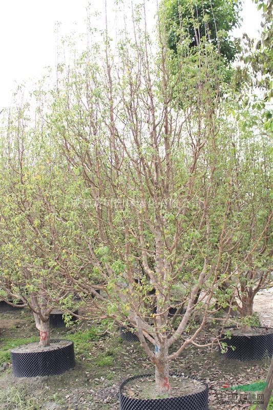 八棱海棠 供應(yīng)成都八棱海棠 八棱海棠苗圃貨