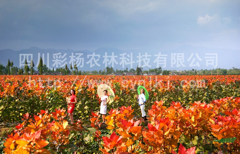 廣東汕頭“紅霞楊”小苗（紅黃楊彩楊黃金楊丹紅楊黃紅楊金紅楊）