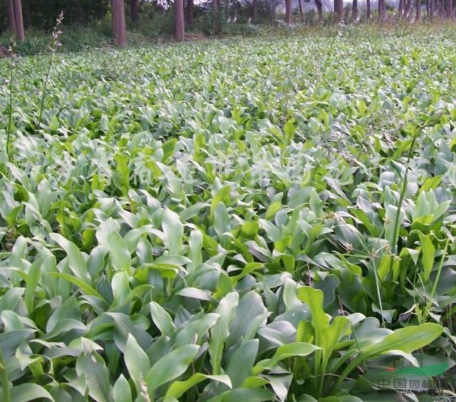 江蘇玉簪苗 玉簪苗 玉簪小苗 草花玉簪