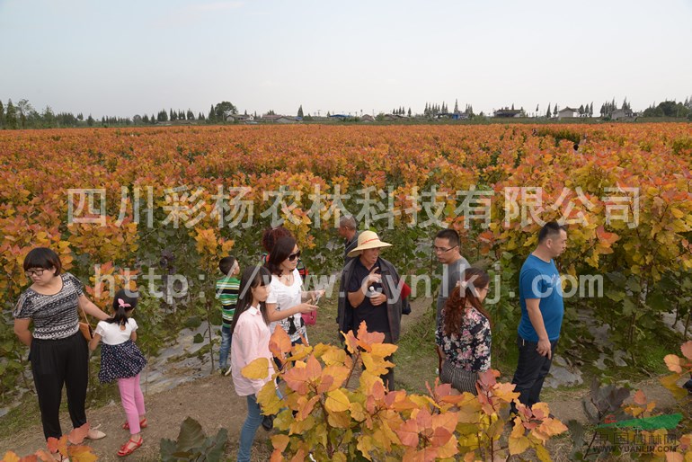 廣東陽江“紅霞楊”小苗（金紅楊紅黃楊彩楊黃金楊丹紅楊黃紅楊）