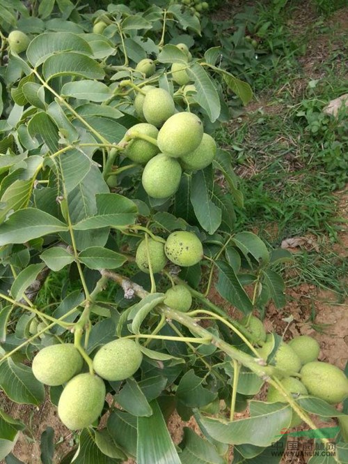 薄皮核桃/薄皮核桃樹(shù)苗/薄皮核桃樹(shù)苗價(jià)格【冠核農(nóng)業(yè)】