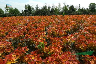 廣西來賓“紅霞楊”小苗（丹紅楊金紅楊紅黃楊彩楊彩葉植物）