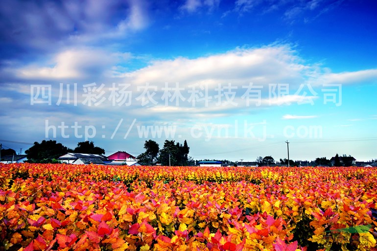 廣西賀州“紅霞楊”小苗（金紅楊紅黃楊彩楊彩葉植物丹紅楊）