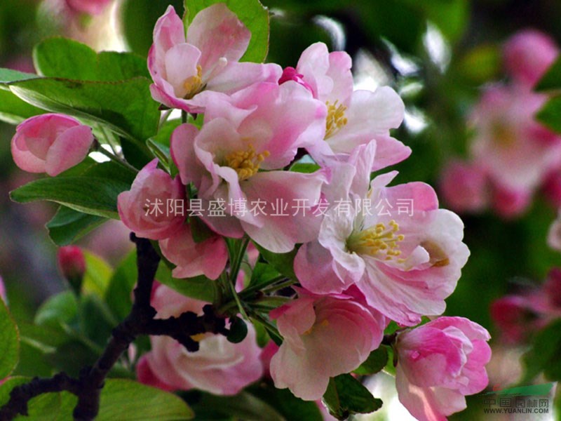 西府海棠價格 水杉價格 樸樹價格 高嫁丁香價格