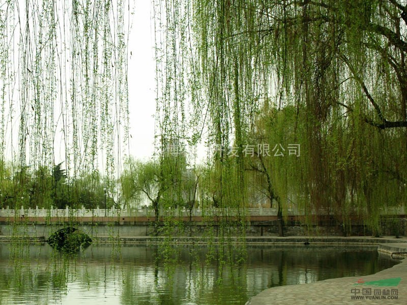 批發(fā)垂柳價(jià)格