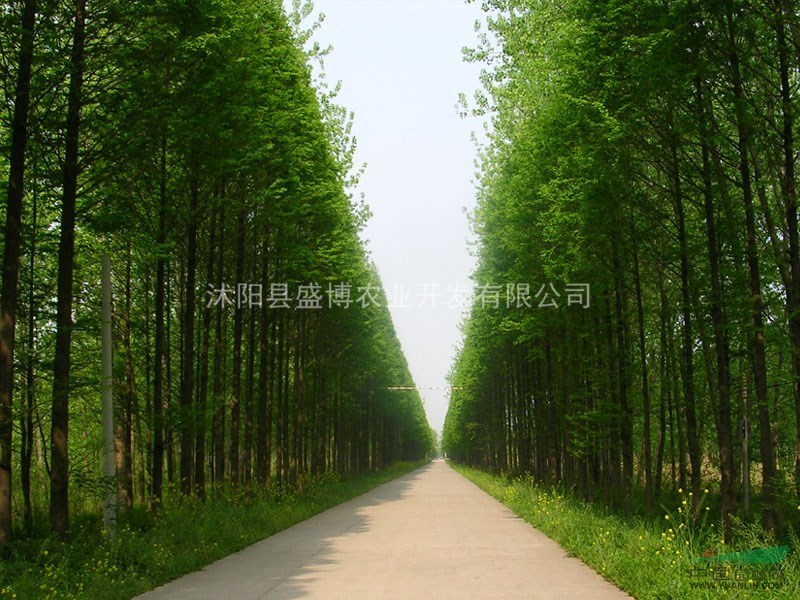 批發(fā)水杉價格