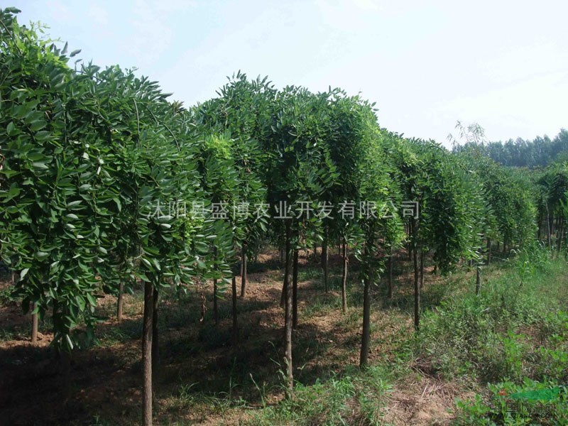 批發(fā)龍爪槐價(jià)格