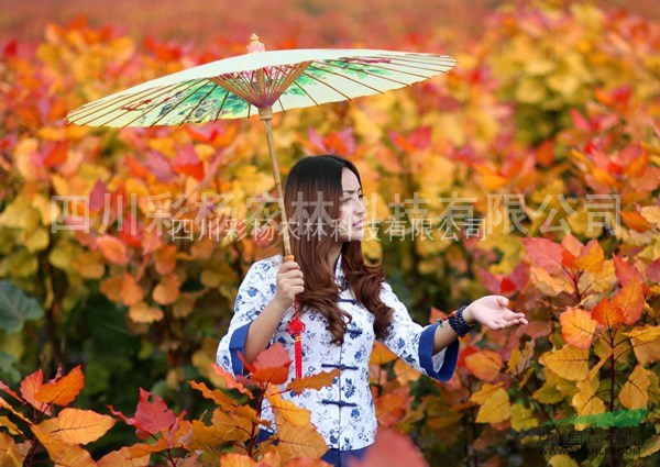 安徽馬鞍山“紅霞楊”（紅黃楊金紅楊丹紅楊彩葉植物）接穗