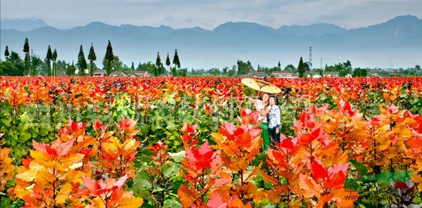 安徽馬鞍山“紅霞楊”（紅黃楊金紅楊丹紅楊彩葉植物）接穗