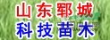A 鞍山國槐價格