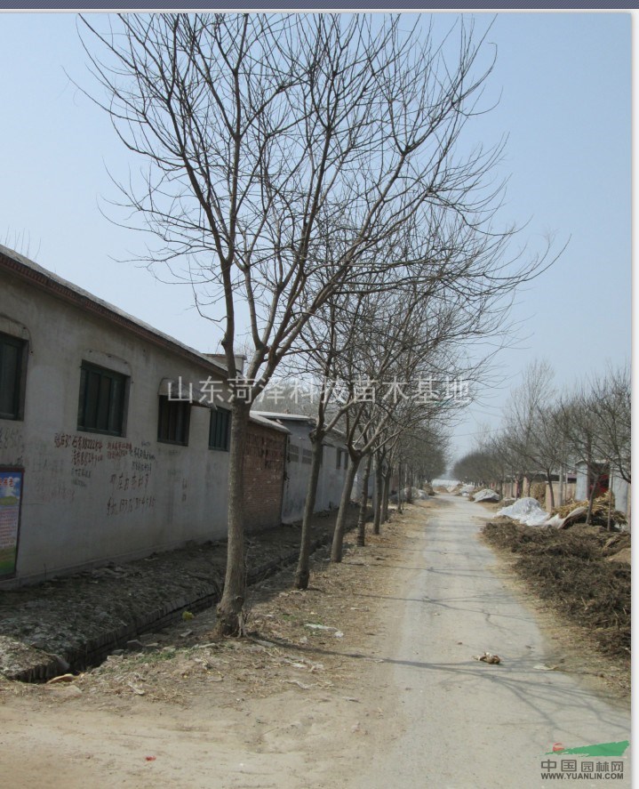 蚌埠國(guó)槐價(jià)格