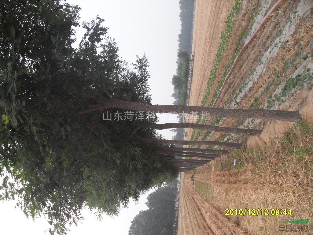 本溪國(guó)槐價(jià)格