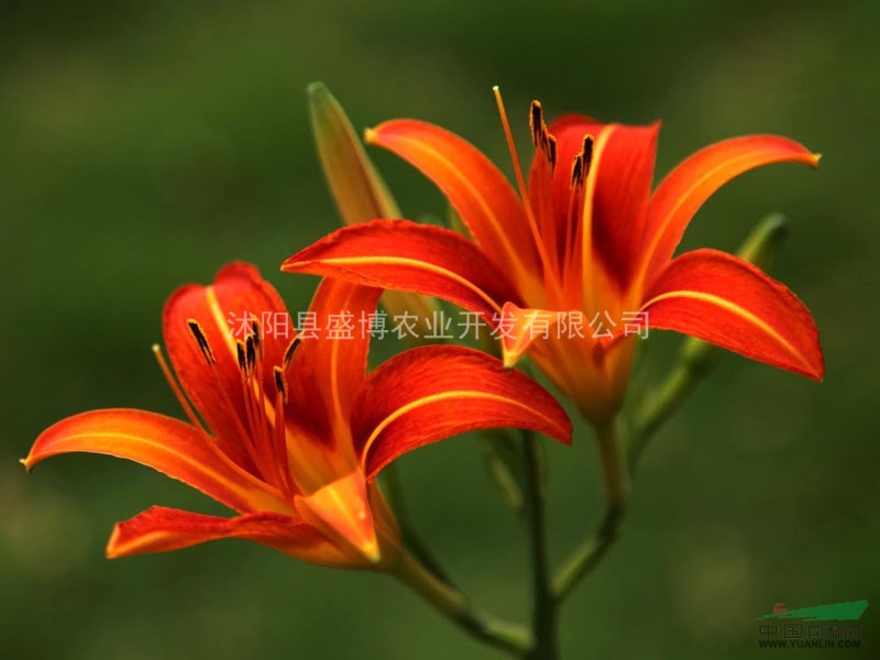 批發(fā)大花萱草價格