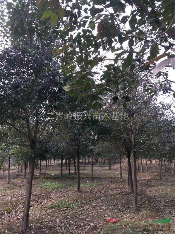 2016年浙江供應(yīng)大葉女貞，批發(fā)大葉女貞
