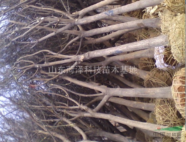 成都國(guó)槐價(jià)格