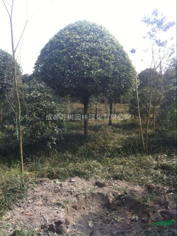 桂花 供應(yīng)成都桂花 桂花價(jià)格 高桿成都桂花 萬樹園林出售