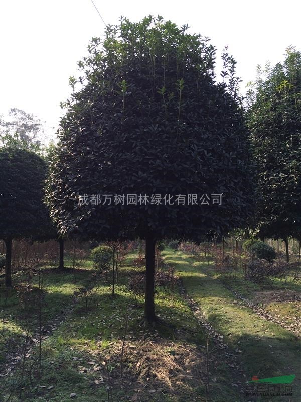 桂花 供應(yīng)成都桂花 桂花價(jià)格 高桿成都桂花 萬樹園林出售