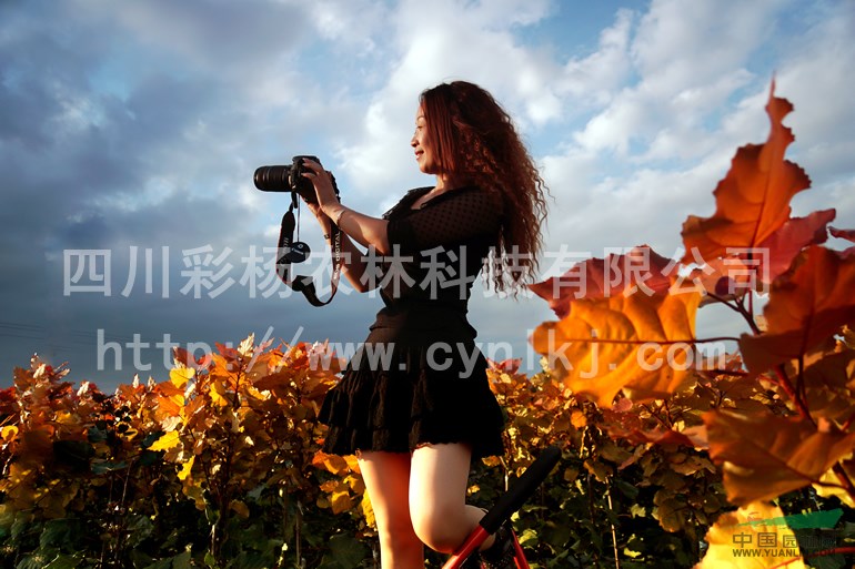 安徽巢湖“紅霞楊”樹苗（黃紅楊丹紅楊金紅楊彩葉植物彩楊）