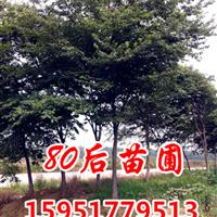 8公分櫸樹(shù)價(jià)格/8公分櫸樹(shù)價(jià)格報(bào)價(jià)參考