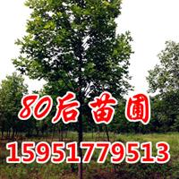 8公分欒樹(shù)價(jià)格/8公分欒樹(shù)價(jià)格報(bào)價(jià)參考