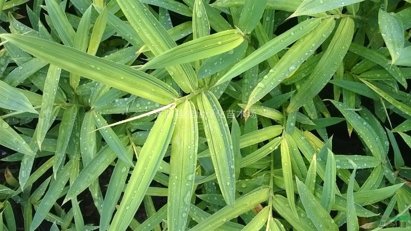 自家苗圃銷(xiāo)售   菲黃竹、菲黃竹小苗園林綠化小區(qū)綠化