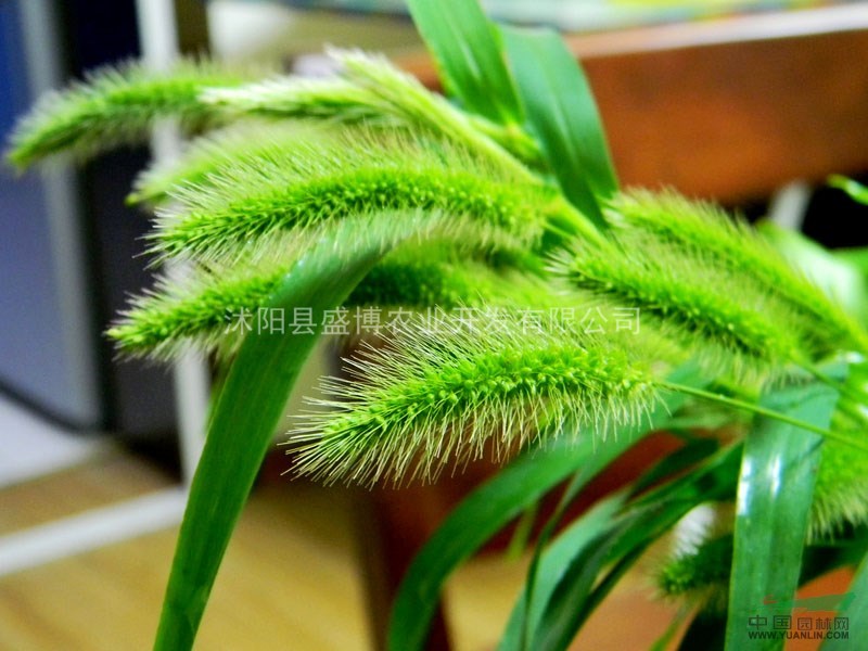 批發(fā)狼尾草價格