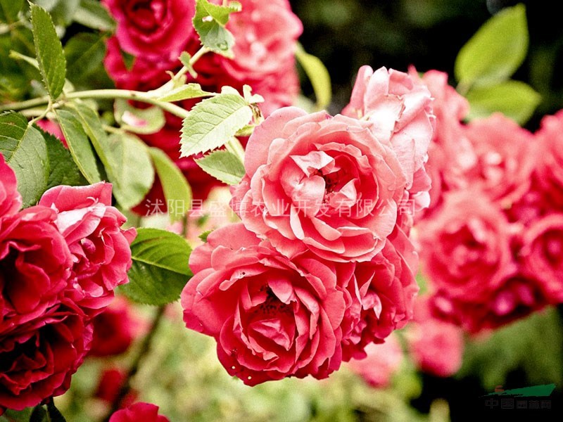 批發(fā)薔薇價(jià)格