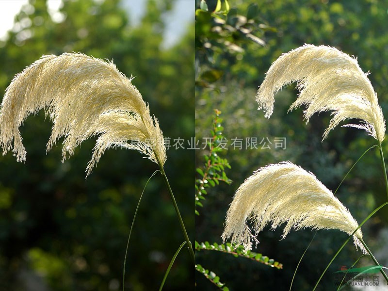 批發(fā)細(xì)葉芒價(jià)格