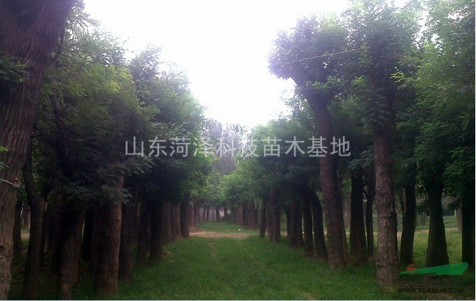 杭州法桐價(jià)格