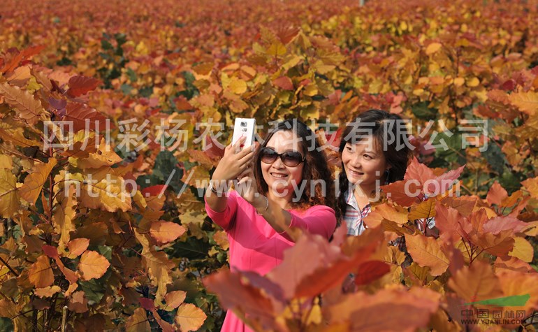 河北鄂州“紅霞楊”樹苗（紅黃楊彩葉植物彩楊金紅楊黃金楊）