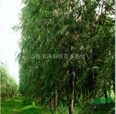 常州法桐價格銷售