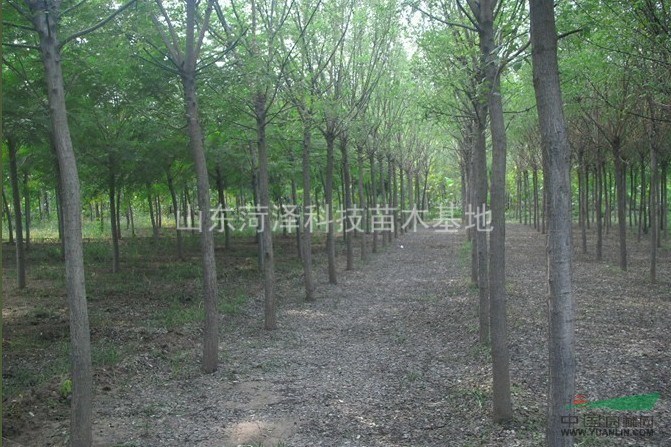 大連法桐價(jià)格熱銷