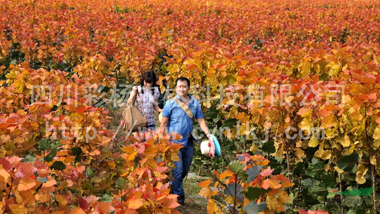 山西運城“紅霞楊”樹苗（金紅楊彩葉植物彩楊黃金楊紅黃楊）