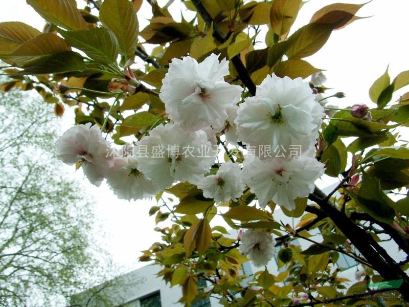 批發(fā)茶梅價格