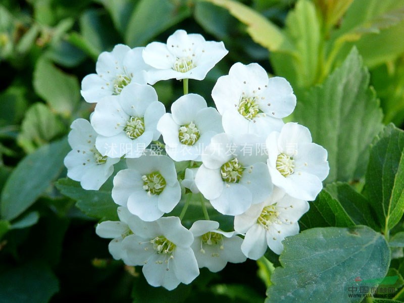 批發(fā)繡線菊價格