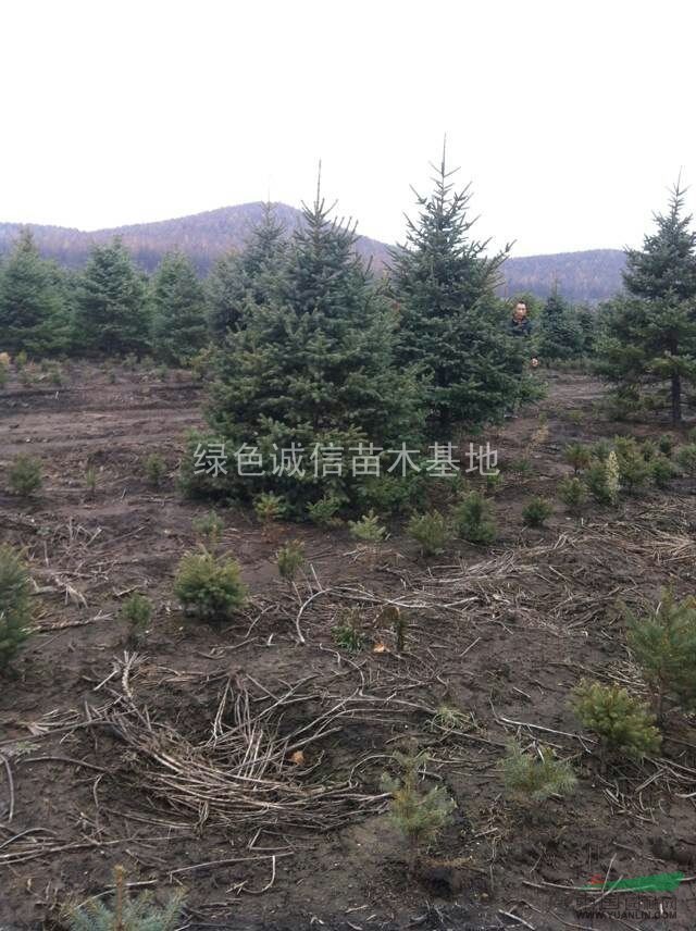 云杉，云杉青白桿，2015年云杉青白桿價(jià)格，云杉青白桿圖片